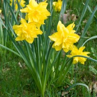 Daffodil